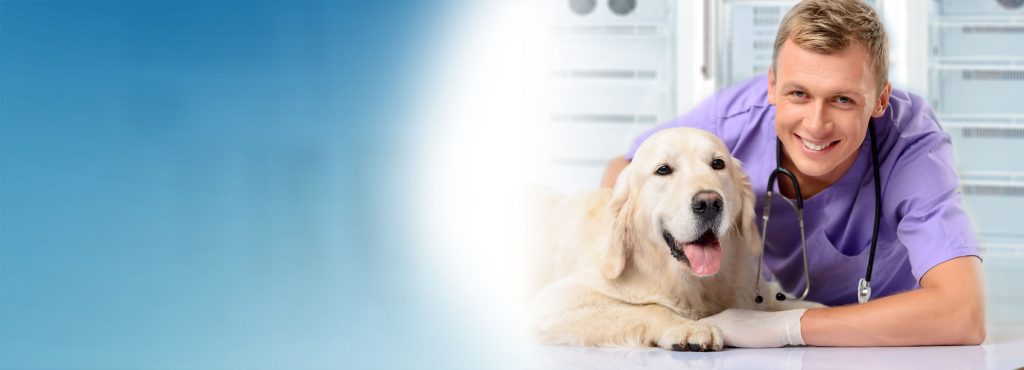 Veterinary Sector | Banner | Vet with dog